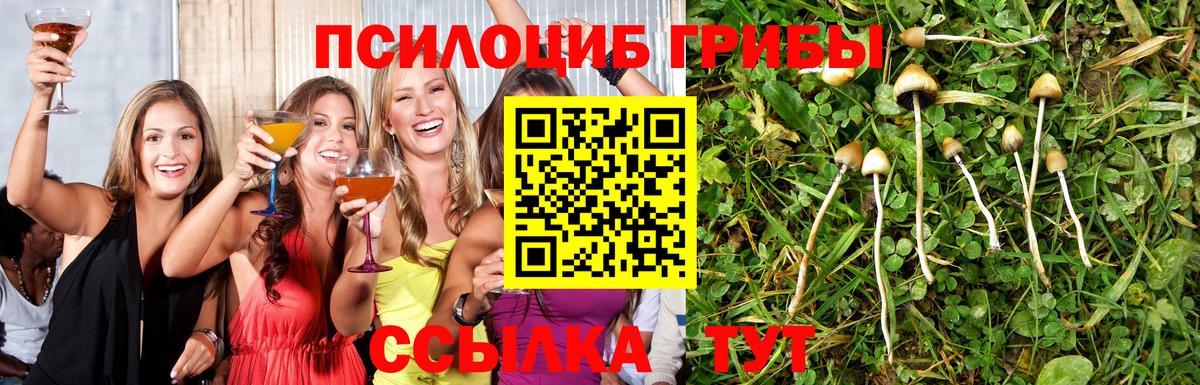 Можга  Галлюциногенные грибы Psilocybine cubensis  Псилоцибиновые грибы Cubensis  Вход с VPN 